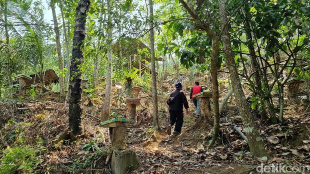 Aktivitas memanen lebah di Gunung Padang.