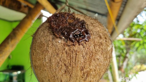 Aktivitas memanen lebah di Gunung Padang.