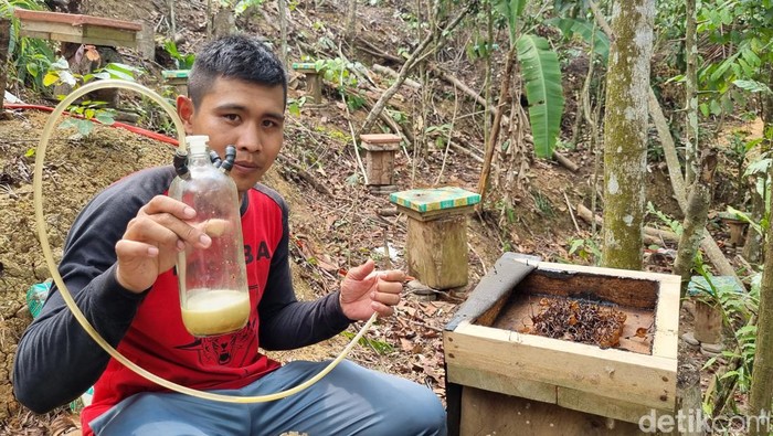 Aktivitas memanen lebah di Gunung Padang.