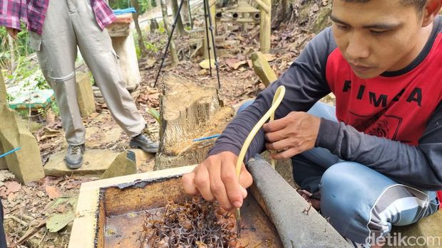 Aktivitas memanen lebah di Gunung Padang.