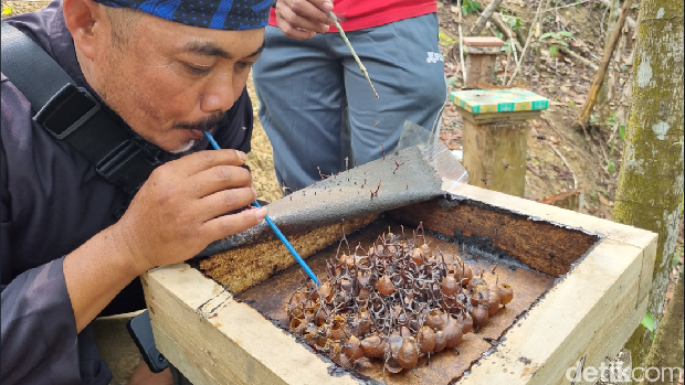 Memanen madu di Gunung Padang