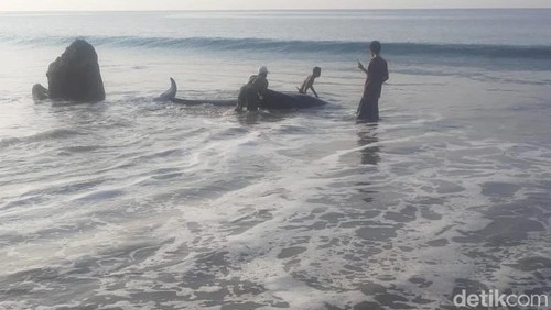 Seekor paus terdampar lalu mati di pantai di Manggarai Barat, NTT.