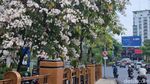Panorama Cantiknya Bunga Tabebuya Mekar dan Berguguran di Surabaya