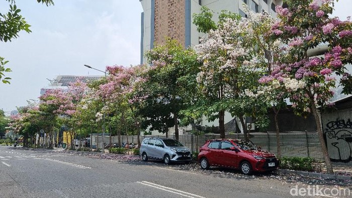 tabebuya bermekaran di surabaya