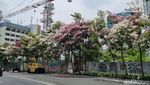 Panorama Cantiknya Bunga Tabebuya Mekar dan Berguguran di Surabaya