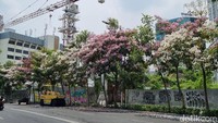 Ada cukup banyak kawasan di Surabaya yang ditanami Pohon Tabebuya. Kecantikan pohon ini ketika bunganya mulai bermekaran tidak perlu diragukan lagi.(Foto: Esti Widiyana/detikJatim)