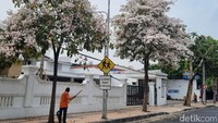 Meski bunga Tabebuya yang berguguran mempercantik kota, serasa musim gugur Bunga Sakura di Jepang, sejumlah petugas kebersihan kota tetap bersiaga membersihkan guguran bunga tersebut. (Foto: Esti Widiyana/detikJatim)