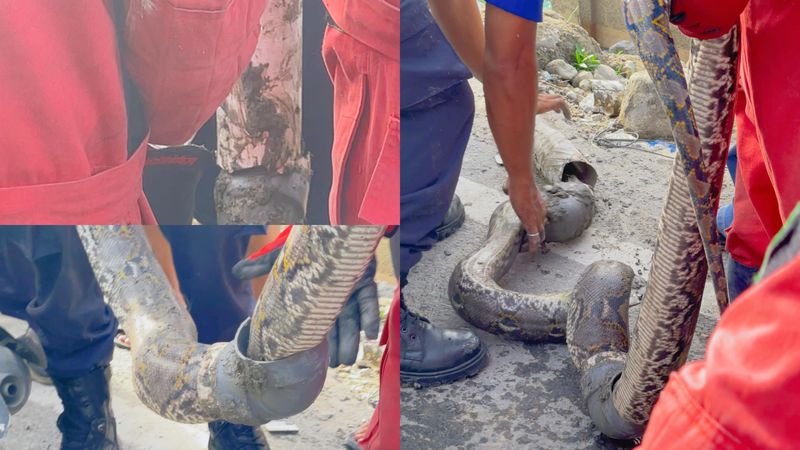 Ular yang ditemukan warga di proyek drainase di Jalan Hayam Wuruk Medan. (Foto: Dokumen pribadi Alfath)