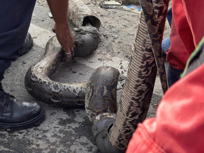 Ular yang ditemukan warga di proyek drainase di Jalan Hayam Wuruk Medan. (Foto: Dokumen pribadi Alfath)