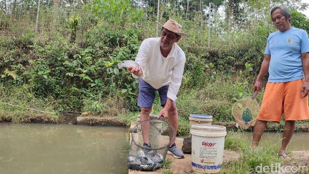 Ateh dan lokasi budi daya ikan nila yang dikelolanya di Ciamis.