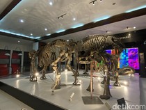 Cuma Sebulan Sekali, Ini Sensasi Mengunjungi Museum Geologi di Malam Hari