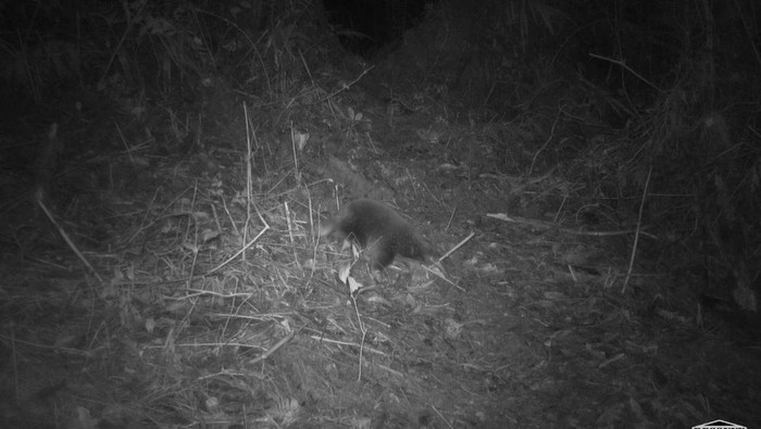 Echdina Paruh Panjang Attenborough ditemukan kembali di Pegunungan Cyclops Papua (Dok.BRIN)