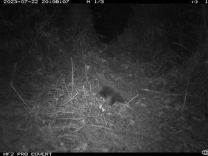 Echidna Paruh Panjang Ditemukan Kembali di Papua Usai 62 Tahun Hilang