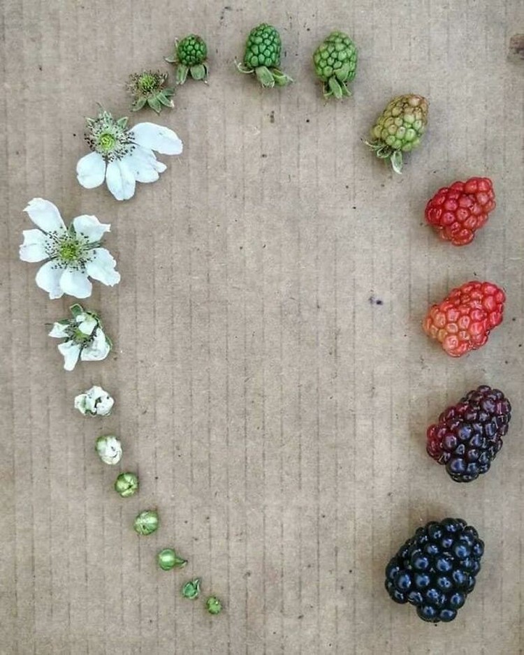 Foto Knolling