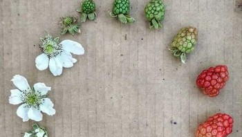 Sebuah metamorfosis. Foto: Boredpanda