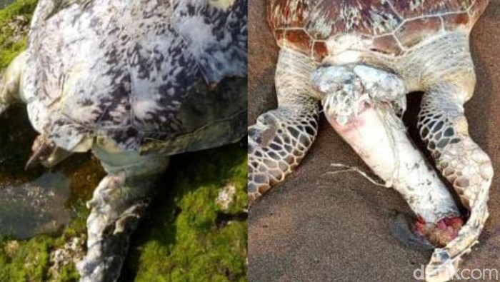 Kolase penyu yang mati di Pangandaran