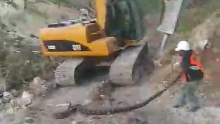 Seorang pekerja menemukan ular piton di bawah Jembatan Liliba, Kecamatan Oebobo, Kota Kupang, Jumat (10/11/2023).