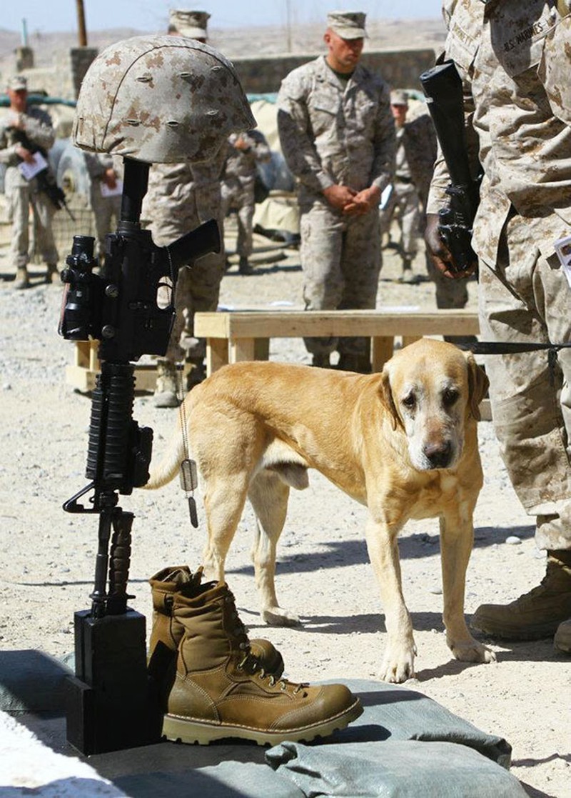 Potret Gemas Tentara Perang Bersama dengan Hewan Kesayangan