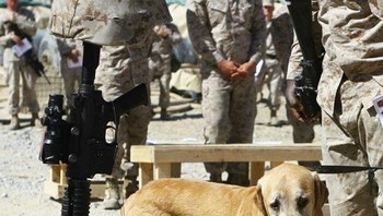 Seekor Anjing mengucapkan selamat tinggal kepada teman prajuritnya yang gugur. Foto: Boredpanda