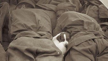 Tentara Rusia pada Perang Dunia II tidur bersama anak anjing. Foto: Boredpanda