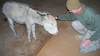 Ketika saya berada di Irak, kami memiliki keledai peliharaan Foto: Boredpanda
