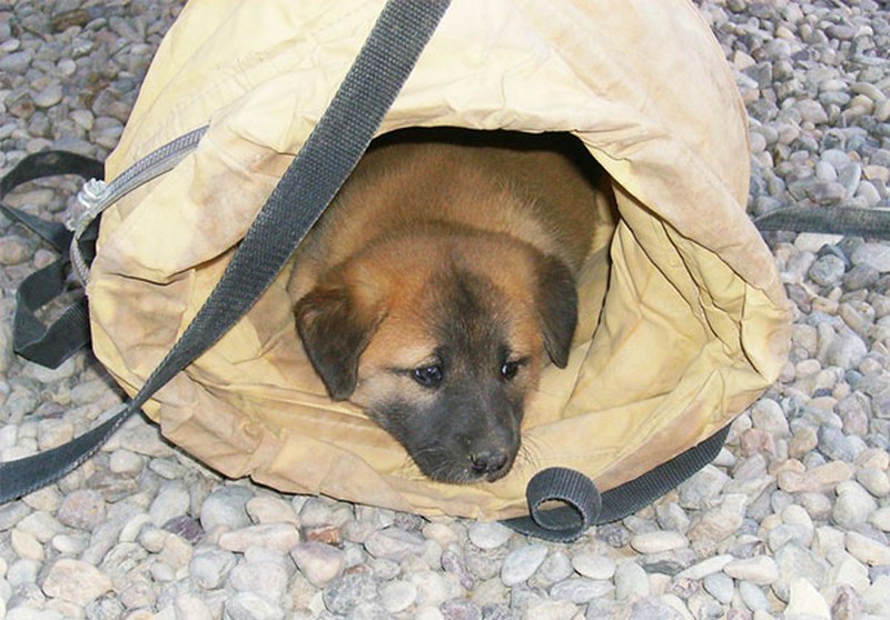 Potret Gemas Tentara Perang Bersama dengan Hewan Kesayangan