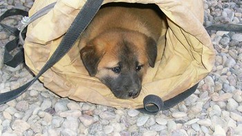 Salah satu anak anjing adopsi kami yang bersembunyi agar tidak kepanasan Foto: Boredpanda