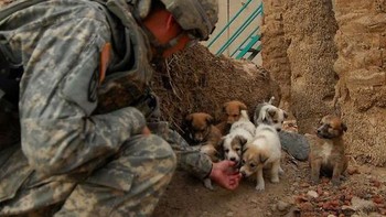 Memberikan makan ke anjing-anjing yang kelaparan di Afghanistan. Foto: Boredpanda
