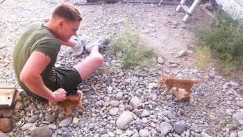 Kucing terlantar di Afghanistan. Foto: Boredpanda