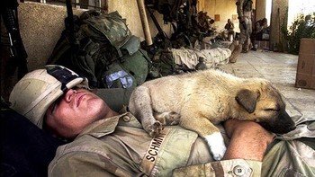 Tentara yang tampak lelah tidur bersama dengan anak anjing. Foto: Boredpanda