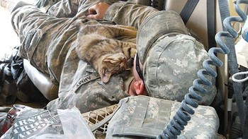 Anak kucing yang tersesat tidur di badan prajurit, foto di Afghanistan 2009. Foto: Boredpanda