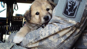 Gemasnya, si anjing yang ikut prajurit terbang di helikopter. Foto: Boredpanda