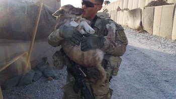 Menemukan anjing yang terlantar saat kondisi perang. Foto: Boredpanda