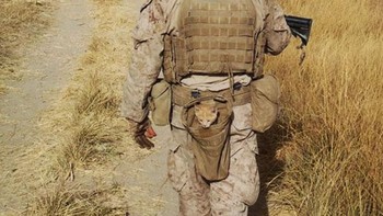 Si kucinng yang setia ikut ke mana pun prajurit pergi. Foto: Boredpanda