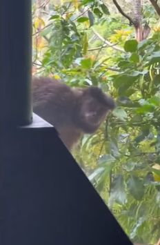 Kacau! Gegara Pisang Rumah Sewaan Ini Porak Poranda