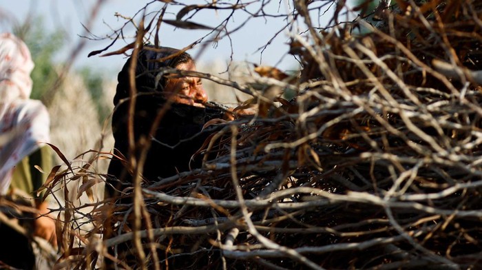 BBM Distop Israel, Warga Gaza Cari Ranting Pohon untuk Memasak A Palestinian woman collects branches, amid fuel and cooking gas shortages, as the conflict between Israel and Hamas continues, in Khan Younis in the southern Gaza Strip, November 5, 2023. REUTERS/Ibraheem Abu Mustafa