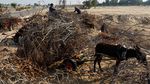 BBM Distop Israel, Warga Gaza Cari Ranting Pohon untuk Memasak