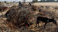 Warga menggunakan keledai untuk membawa kayu bakar.