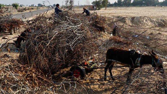 A Palestinian woman collects branches, amid fuel and cooking gas shortages, as the conflict between Israel and Hamas continues, in Khan Younis in the southern Gaza Strip, November 5, 2023. REUTERS/Ibraheem Abu Mustafa