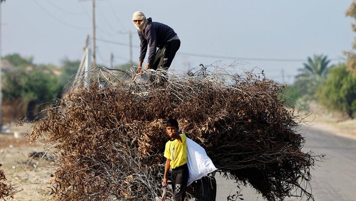 BBM Distop Israel, Warga Gaza Cari Ranting Pohon untuk Memasak A Palestinian woman collects branches, amid fuel and cooking gas shortages, as the conflict between Israel and Hamas continues, in Khan Younis in the southern Gaza Strip, November 5, 2023. REUTERS/Ibraheem Abu Mustafa