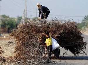 BBM Distop Israel, Warga Gaza Cari Ranting Pohon untuk Memasak