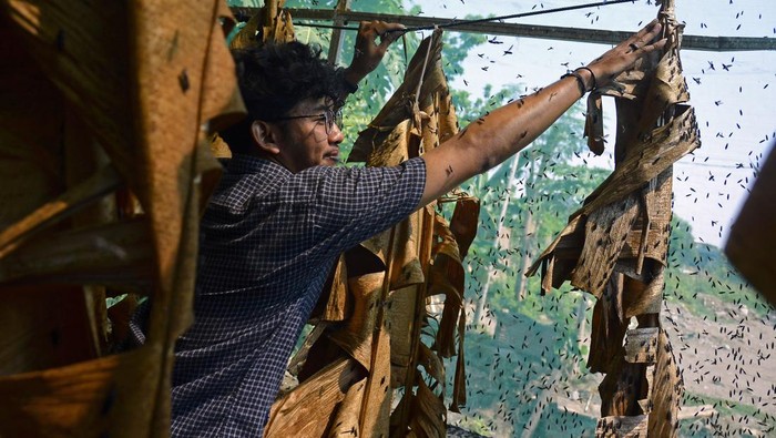 Peternak memperlihatkan proses perkawinan lalat tentara hitam atau Black Soldier Fly (BSF) di Rumah Budi daya Maggot Uban Agro Farm Makassar, Sulawesi Selatan, Minggu (12/11/2023). Budi daya maggot di peternakan tersebut memanfaatkan limbah sampah organik hingga satu ton yang diambil dari pasar tradisional sebagai solusi untuk mengurangi sampah sekaligus menghasilkan nilai ekonomi yang tinggi dengan harga jual Rp8 ribu per kilogram untuk maggot basah sedangkan telur maggot bisa mencapat Rp5ribupergram. ANTARA FOTO/Hasrul Said/YU