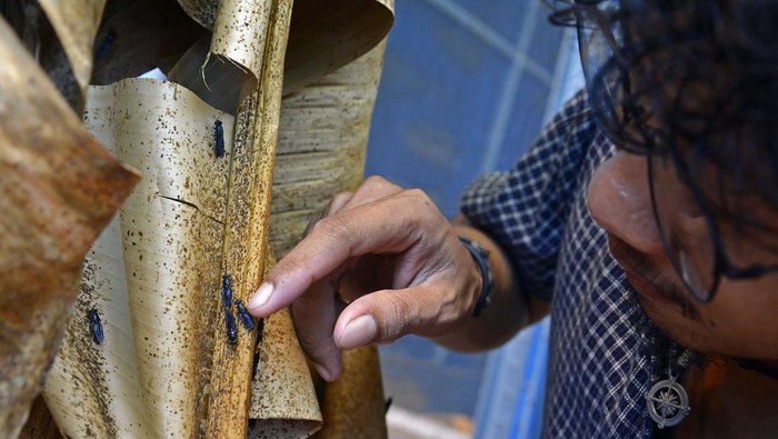 Peternak memperlihatkan proses perkawinan lalat tentara hitam atau Black Soldier Fly (BSF) di Rumah Budi daya Maggot Uban Agro Farm Makassar, Sulawesi Selatan, Minggu (12/11/2023). Budi daya maggot di peternakan tersebut memanfaatkan limbah sampah organik hingga satu ton yang diambil dari pasar tradisional sebagai solusi untuk mengurangi sampah sekaligus menghasilkan nilai ekonomi yang tinggi dengan harga jual Rp8 ribu per kilogram untuk maggot basah sedangkan telur maggot bisa mencapat Rp5ribupergram. ANTARA FOTO/Hasrul Said/YU