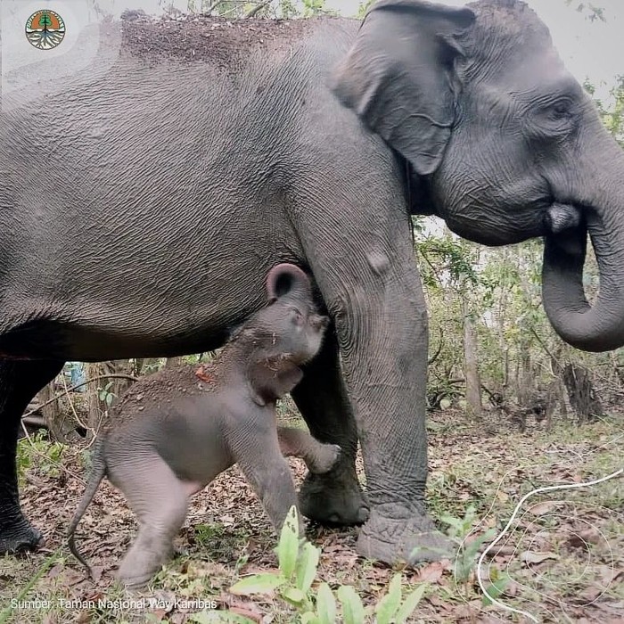 Gajah Riska bersama anaknya di TN Way Kambas