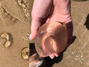 Gumpalan Bening Misterius Muncul di Pantai Australia