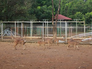 4 Kebun Binatang di Makassar dan Sekitarnya, Cocok untuk Wisata Edukasi