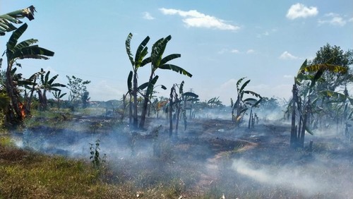 Kebakaran lahan yang terjadi di Banjar Petanahan, Desa Batu Agung, Kecamatan Jembrana pada Minggu (12/11/2023). (IST)