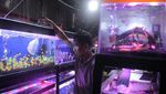 Keren! Indonesia Jadi Eksportir Ikan Hias Terbesar Kedua di Dunia