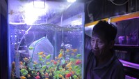 Hal ini menjadikan Indonesia menjadi eksportir ikan hias terbesar kedua di dunia.
