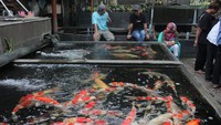 Suasana penjualan ikan hias dan tanaman laut di Pasar ikan Hias Sumenep, Jakarta, Minggu (12/11/2023).